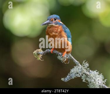 Un Kingfisher comune seduto su un bastone, che si prepara ad immergersi per un pesce. Foto Stock