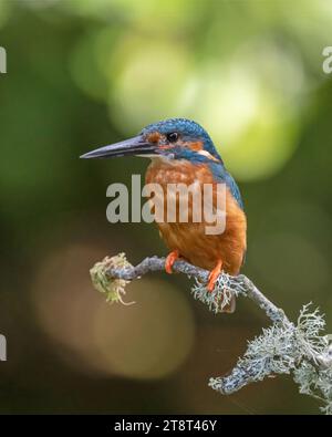 Un Kingfisher comune seduto su un bastone, che si prepara ad immergersi per un pesce. Foto Stock