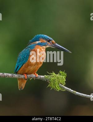 Un Kingfisher comune seduto su un bastone, che si prepara ad immergersi per un pesce. Foto Stock