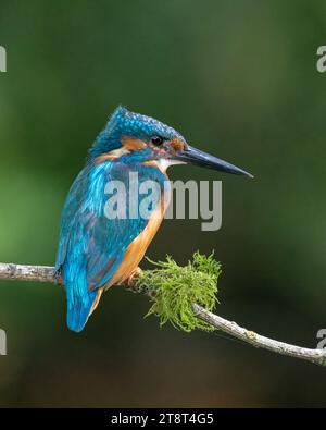 Un Kingfisher comune seduto su un bastone, che si prepara ad immergersi per un pesce. Foto Stock