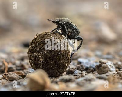 Coleottero sterco lotta in salita con palla. Corsica, Francia Foto Stock