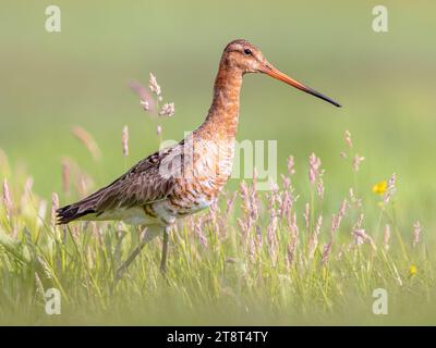 Il maestoso uccello dalla coda nera Godwit (Limosa limosa) che cammina e oooking nella macchina fotografica. Questa specie si riproduce nelle zone costiere olandesi. Circa Foto Stock