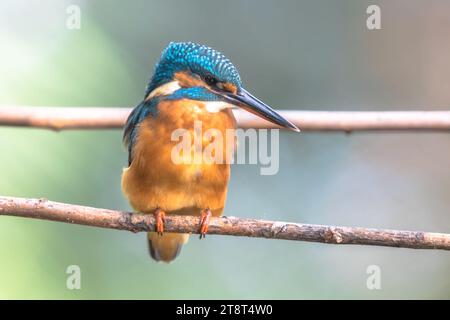 Politica europea comune in materia di Kingfisher (Alcedo atthis) appollaiato su un ramo sopra il fiume e la caccia per il pesce su sfondo colorato. Questo sparrow uccelli grandezza è Foto Stock