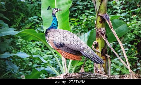 peacock on tree branch , sri lanka Foto Stock