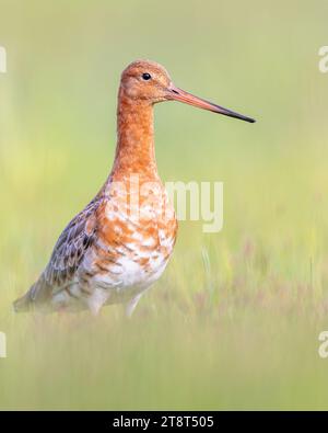 Majestic nero-tailed Godwit (Limosa limosa) wader uccello guardando nella telecamera. Questa specie è di allevamento in olandese aree costiere. Circa la metà del Foto Stock