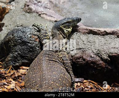 Lace monitor rettile lucertola adagiata su una roccia Foto Stock