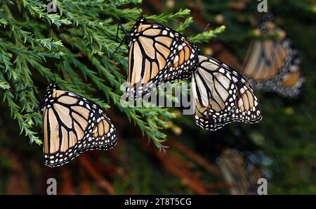 Le farfalle monarca, la farfalla monarca o semplicemente monarca è una farfalla di alghe latte della famiglia Nymphalidae. Altri nomi comuni a seconda della regione includono l'erba del latte, la tigre comune, il vagabondo e il marrone venato nero. Potrebbe essere la farfalla nordamericana più nota ed è considerata una specie di impollinatore iconica Foto Stock