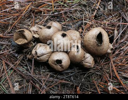 Puffballs, Puffballs sono funghi, così chiamati perché le nuvole di spore brune simili alla polvere vengono emesse quando il corpo fruttato maturo scoppia o viene colpito. I puffballs si trovano nella divisione Basidiomycota e comprendono diversi generi, tra cui Calvatia, Calbovista e Lycoperdon. Le vere palline non hanno un gambo o visibile Foto Stock