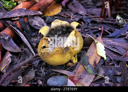 Puffball rotto, Puffball sono funghi, così chiamati perché le nuvole di spore brune simili alla polvere vengono emesse quando il corpo fruttato maturo scoppia o viene colpito. I puffballs si trovano nella divisione Basidiomycota e comprendono diversi generi, tra cui Calvatia, Calbovista e Lycoperdon. Le vere palline non hanno un gambo o visibile. Le palle di zucca erano precedentemente trattate come un gruppo tassonomico chiamato Gasteromycetes o Gasteromycetidae, ma ora sono note per essere un assemblaggio polifiletico Foto Stock