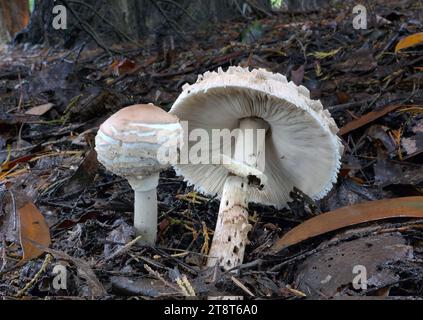 I funghi Parasol, Macrolepiota procera, il fungo dell'ombrellone, sono un fungo basidiomicete con un grande e prominente corpo fruttifero simile a un parassolo. Si tratta di una specie abbastanza comune su terreni ben drenati. Si trova in isolamento o in gruppi e anelli di fata nei pascoli e occasionalmente nei boschi Foto Stock