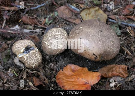 Puffballs, Puffballs sono funghi, così chiamati perché le nuvole di spore brune simili alla polvere vengono emesse quando il corpo fruttato maturo scoppia o viene colpito. I puffballs si trovano nella divisione Basidiomycota e comprendono diversi generi, tra cui Calvatia, Calbovista e Lycoperdon. Le vere palline non hanno un gambo o visibile Foto Stock