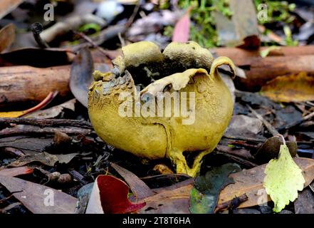 Puffball, Puffballs sono funghi, così chiamati perché le nuvole di spore marroni simili alla polvere vengono emesse quando il corpo fruttato maturo esplode o viene colpito. I puffballs si trovano nella divisione Basidiomycota e comprendono diversi generi, tra cui Calvatia, Calbovista e Lycoperdon. Le vere palline non hanno un gambo o visibile. Le palle di zucca erano precedentemente trattate come un gruppo tassonomico chiamato Gasteromycetes o Gasteromycetidae, ma ora sono note per essere un assemblaggio polifiletico Foto Stock