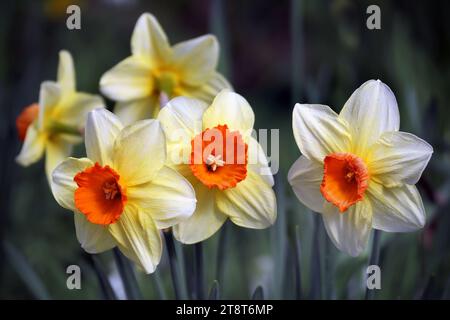 Narcisi, Narcissus è un genere di piante perenni in fiore prevalentemente primaverile della famiglia amaryllis, Amaryllidaceae. Vari nomi comuni tra cui daffodil, narciso e jonquil sono usati per descrivere tutti o alcuni membri del genere Foto Stock