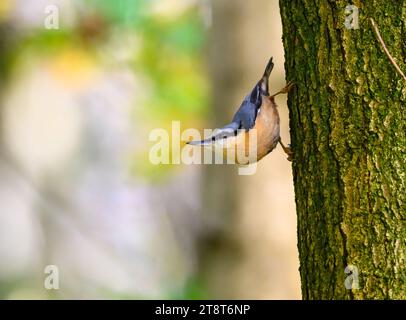 Nuthatch, Sitta europaea, che scende da un tronco d'albero. Foto Stock