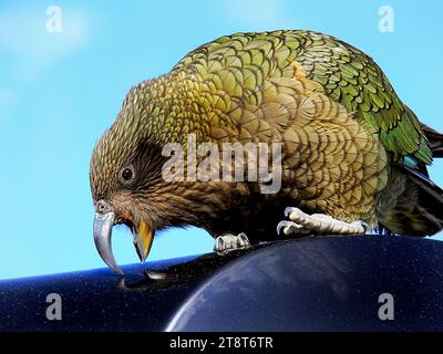 Il Kea, il kea è una grande specie di pappagallo della superfamiglia Strigopoidea che si trova nelle regioni boschive e alpine dell'Isola del Sud della nuova Zelanda Foto Stock