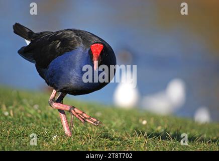 Pukeko. Swamp hen NZ, il Pukeko, o nuova Zelanda Swamp Hen è un membro della famiglia delle ferrovie, ed è simile ad altre specie presenti in tutto il mondo. È uno dei pochi uccelli nativi neozelandesi ad aver fiorito dopo l'arrivo dell'uomo, e può essere trovato in quasi tutte le aree erbose, specialmente nelle zone paludose. Spesso i gruppi vengono visti cercare cibo nelle aree lungo le strade Foto Stock