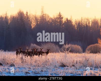 Gruppo di cervi rossi in un'alba gelata Foto Stock