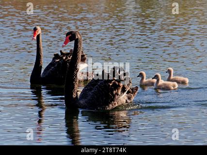 Cigni neri. (Cygnus atratus), Un grande cigno nero, di solito visto galleggiare sull'acqua. Quando le ali vengono sollevate, o quando si vola, sono visibili piume di volo bianche pure, che sono punte nere in uccelli immaturi. La banconota è di colore rosso brillante con una banda terminale bianca, gli occhi sono rossi e le gambe sono di colore grigio scuro. Entrambi i sessi sono uguali, ma la femmina è notevolmente più piccola del maschio. I Cygnets sono grigi con un becco nero, mentre i giovani appena nati sono noiosi di colore grigio-marrone con un occhio marrone. I cigni di terra camminano lentamente e sono sgradevoli. Foto Stock