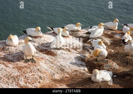 Nidificazione di gannetti settentrionali su Heligoland Foto Stock