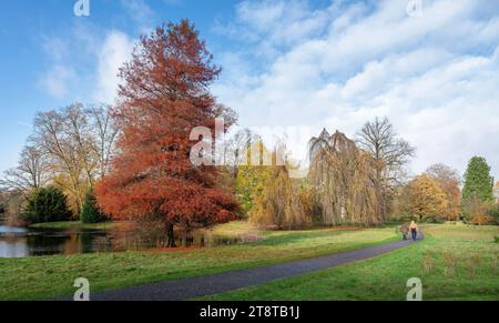 passeggiate di coppia nel colorato parco autunnale vicino a utrecht nei paesi bassi sotto il cielo blu in autunno Foto Stock