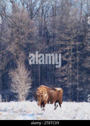 Bisonte europeo in un paesaggio invernale Foto Stock