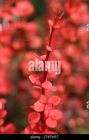 Una macro shot di messa a fuoco selettiva di Orange Rocket Barberry, Berberis thunbergii "Orange Rocket" Foto Stock