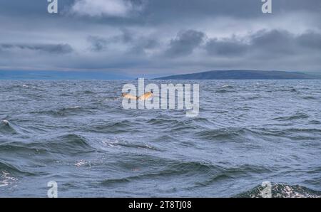 Tour di avvistamento delle balene, trematode delle megattere (Megaptera novaeangliae), Husavik, Islanda settentrionale, Islanda Foto Stock