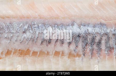 Aringa, vista ravvicinata sul filetto sbucciato dalla sorgente cutanea di omega 3 Foto Stock