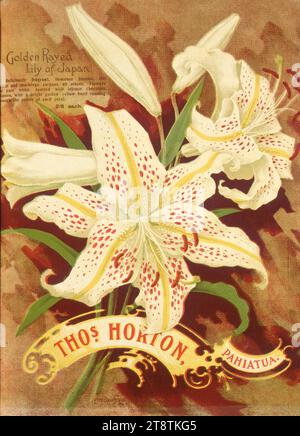 Thomas Horton Ltd: Thos. Horton Pahiatua. Giglio d'oro del Giappone. C M Banks Ltd, Wellington, nuova Zelanda CA 1905, mostra due fiori aperti di giglio irraspato dorato, bianco con macchie rosse, costolette gialle Foto Stock