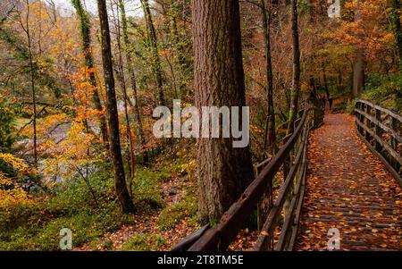 Coed Tan Dinas Walk. Passeggiata sul lungomare attraverso i boschi del Gwydir Forest Park accanto al fiume Afon Llugwy in autunno. Betws-y-Coed, Conwy, Galles, Regno Unito Foto Stock