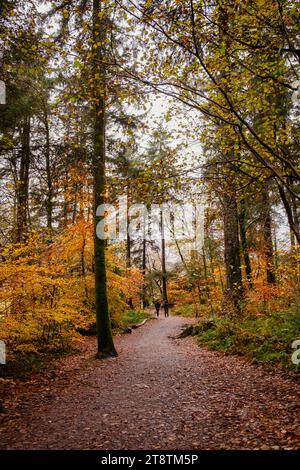 Coed Tan Dinas Walk. Le persone camminano lungo il sentiero attraverso i boschi del Gwydir Forest Park con alberi di abete giganti Douglas in autunno. Betws-y-Coed, Conwy, Galles, Regno Unito Foto Stock