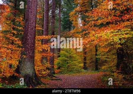 Coed Tan Dinas Walk. Sentiero attraverso i boschi del Gwydir Forest Park con alberi di abete giganti Douglas in autunno. Betws-y-Coed, Conwy, Galles, Regno Unito, Gran Bretagna Foto Stock