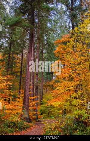 Coed Tan Dinas Walk. Sentiero attraverso i boschi del Gwydir Forest Park con alberi di abete giganti Douglas in autunno. Betws-y-Coed, Conwy, Galles, Regno Unito, Gran Bretagna Foto Stock