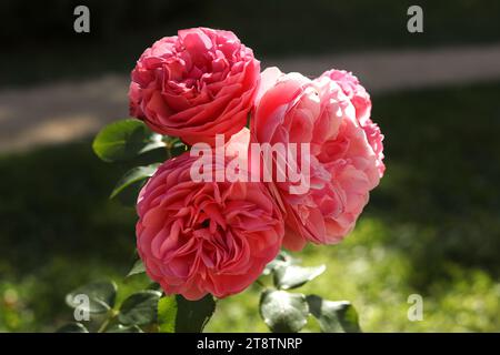 Un primo piano di Rosa centifolia, la rosa di Provenza, la rosa di cavoli o la rosa di mai nel giardino autunnale Foto Stock