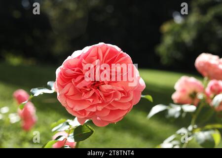 Un primo piano di Rosa centifolia, la rosa di Provenza, la rosa di cavoli o la rosa di mai nel giardino autunnale Foto Stock