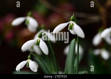 Galanthus plicatus John Long, ibrido galanthus; nevicate ibride; ibridi; neve; gocce di neve; primavera; fiore; fiori; RM Floral Foto Stock