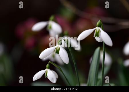 Galanthus plicatus John Long, ibrido galanthus; nevicate ibride; ibridi; neve; gocce di neve; primavera; fiore; fiori; RM Floral Foto Stock