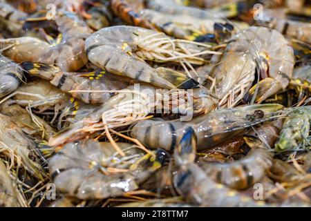 Gamberi di tigre, crudi, sfusi in pila di ghiaccio, al mercato del pesce. Foto Stock