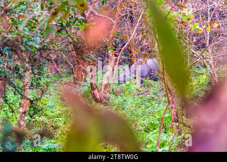 Un grande rinoceronte indiano che si addormenta in un'area boscosa del Pobitora Wildlife Sanctuary ad Assam, in India. Foto Stock