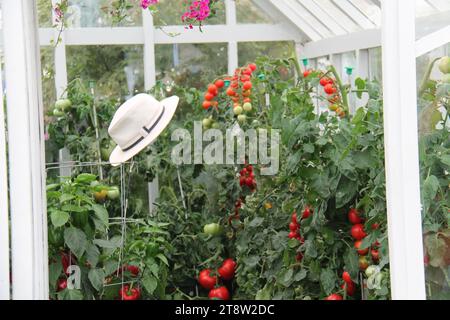 Alte piante di pomodoro che crescono in una serra estiva. Foto Stock