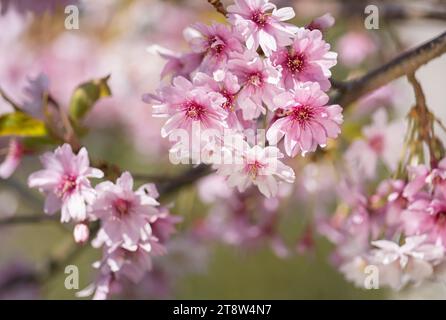 Ciliegia invernale Prunus subhirtella Autumnalis, fiori in fiore illuminati dal sole ad aprile Foto Stock