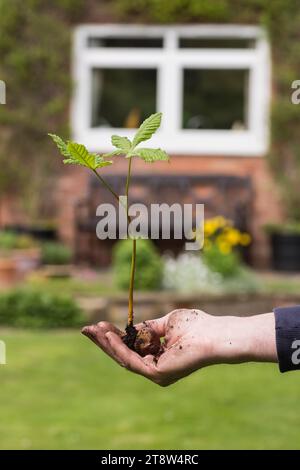 Cavallo-castagno Aesculus hippocastanum, un alberello tenuto in mano, trovato crescere in un confine del giardino, probabilmente piantato da uno scoiattolo in autunno, maggio Foto Stock