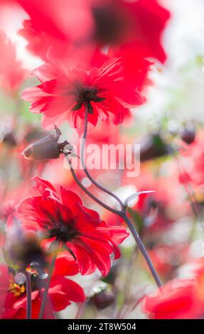 Pioggia, sole e vento si combinano per creare un'immagine astratta e vibrante di Dahlias, agosto Foto Stock