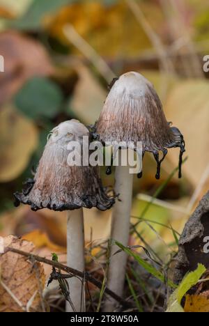 Shaggy Ink CAPS Coprinus comatus, su un terreno boschivo dopo la pioggia, novembre Foto Stock
