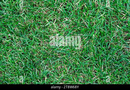 L'erba è verde mescolata con quella secca sul prato, vista ravvicinata dall'alto, texture di sfondo Foto Stock