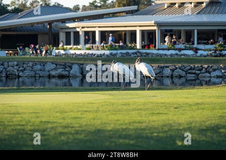Due cicogne di legno passeggiano lungo il campo da golf Yards al tramonto vicino all'Argyle Restaurant al Sawgrass Players Club di Ponte Vedra Beach, Florida. (USA) Foto Stock