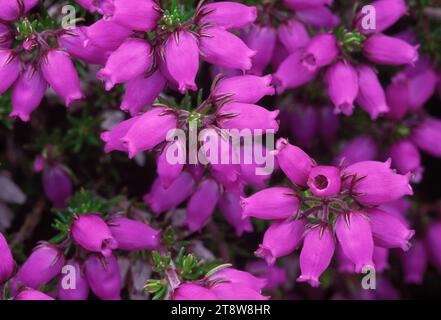 Bell Heather (Erica cinerea), vista ravvicinata delle teste di fiori, RSPB Abernethy Nature Reserve, Cairngorms National Park, Speyside, Scozia, giugno Foto Stock