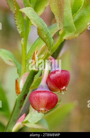 Primo piano di Blaeberry / Bilberry (Vaccinium myrtillus) che mostra fiori in tarda primavera, Ardnamurchan, Argyll, Scozia, maggio 1998 Foto Stock