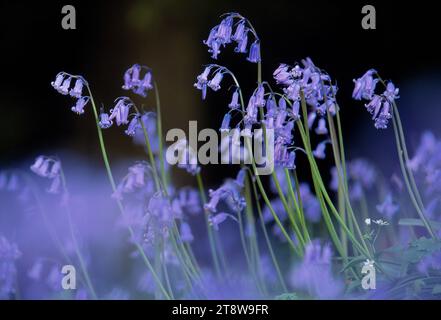 Bluebells (Hyacinthoides non-scripta), mass of flowers in oakwood, Perthshire, Scozia, maggio 1998 Foto Stock