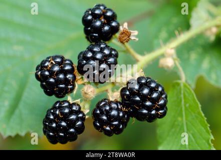 Bramble / BlackBerry (Rubus fruticosus) Fruits, Berwickshire, Scozia, settembre 1998 Foto Stock